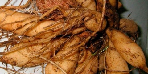 Kako čuvati dalije u podrumu